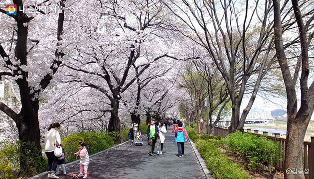 거리쪽은 벚나무, 천변쪽은 느티나무, 두 종류의 나무를 볼 수 있는 중랑천 벚꽃길 ⓒ김종성