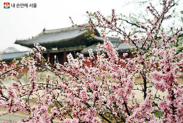 분홍빛 매화가 만개한 창경궁의 봄풍경