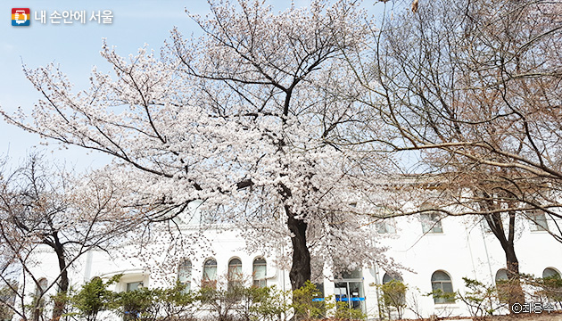 교남동에 있는 서울기상관측소, 계절을 관측하는 표준목인 벚나무와 단풍나무에도 봄이 왔다 ⓒ최용수