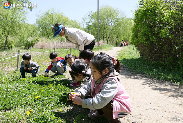 강서습지생태공원의 풀꽃을 관찰하는 아이들 ⓒ박분