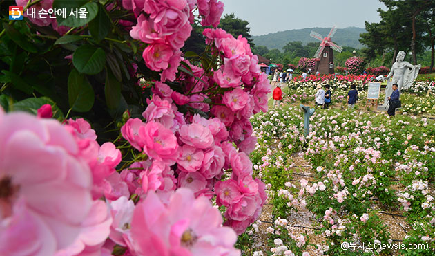 서울대공원 `장미원축제` (5월 27일~6월 11일) ⓒ뉴시스