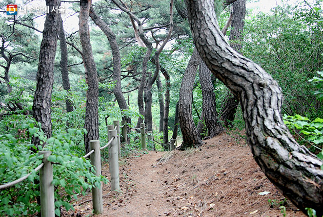 6월부터 개방되는 `남산 소나무 힐링숲`