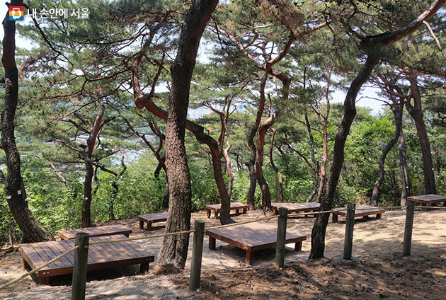 남산 소나무 힐링숲
