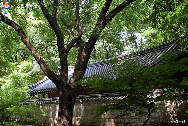 조선시대 궁궐에서 가장 많이 심었던 뽕나무 ⓒ김종성