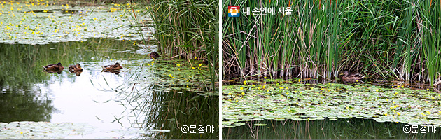 노란 어리연이 가득한 연못에서 물오리들이 노는 모습. 서울숲 슾지생태원 ⓒ문청야