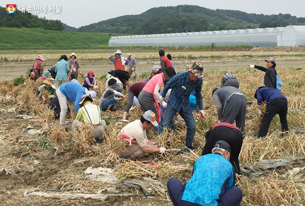 서울시50플러스가 50플러스 세대의 귀농귀촌을 도와주는 농부인턴십 프로그램을 준비했다.