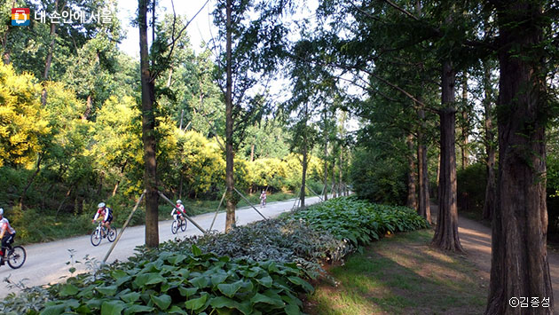 자전거길도 마련돼 있는 메타세콰이아 숲길 ⓒ김종성