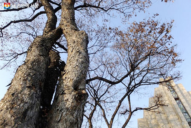 서울시 보호수 느티나무가 외국인 선교사 묘원을 든든하게 지키고 있다 ⓒ김종성