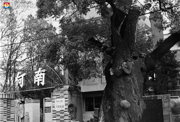 하남호텔과 회나무 (1976.11.04)