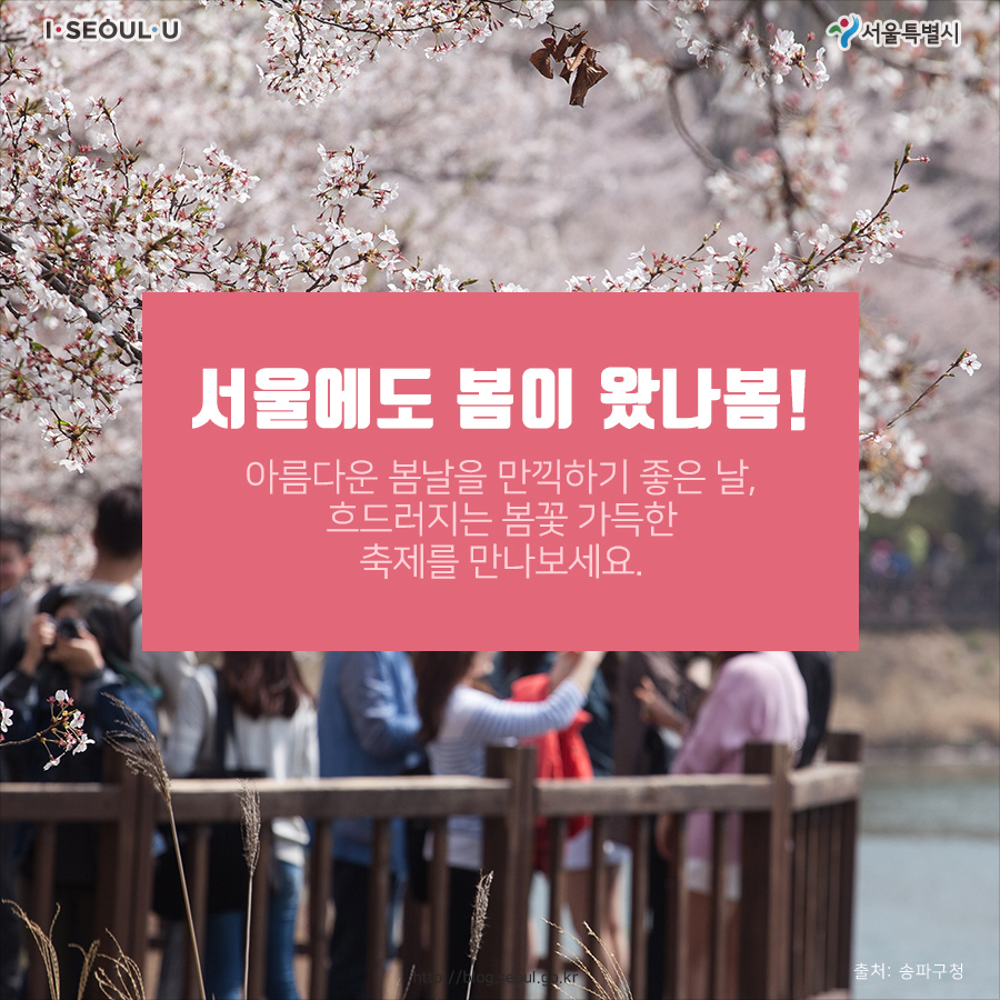 #2. 서울에도 봄이 왔나봄! 아름다운 봄날을 만끽하기 좋은 날, 흐드러지는 봄꽃 가득한 축제를 만나보세요.
