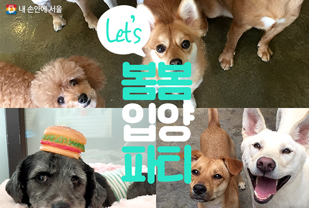 3.16~18 서울시 동물복지지원센터에서 ‘봄봄입양파티’가 진행된다