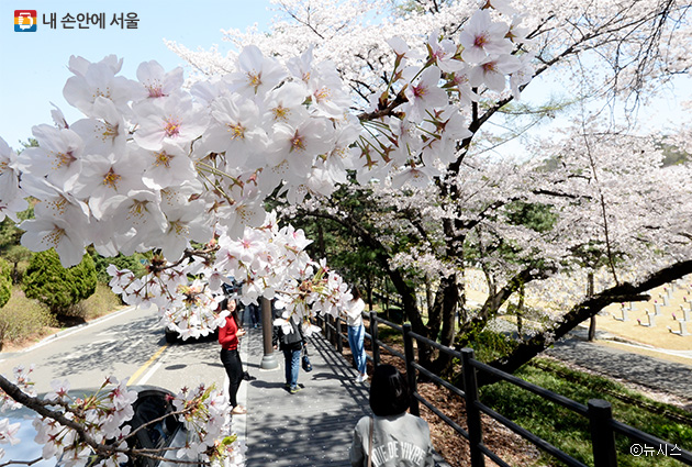 서울시는 ‘서울의 아름다운 봄 꽃길 180선’을 발표했다