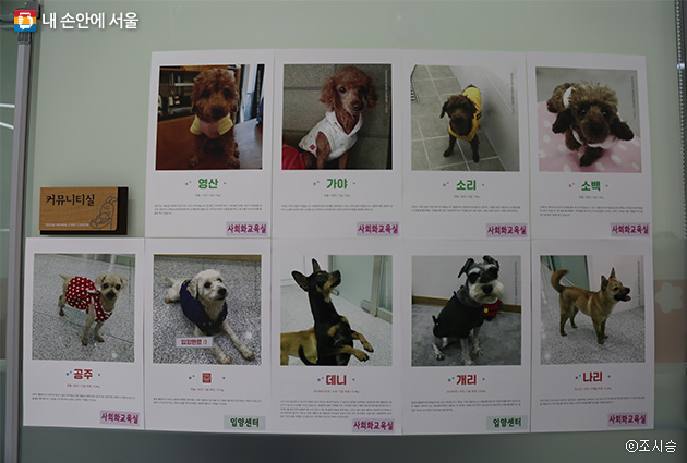 행사장으로 향하는 벽면에는 입양을 기다리는 개들의 사진과 사연이 소개돼 있다.