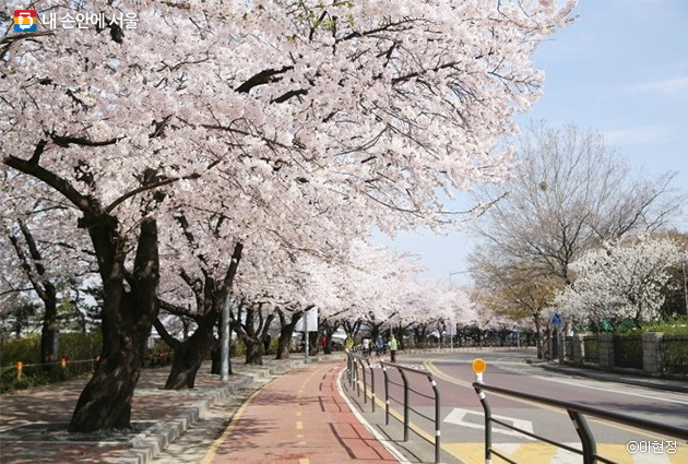 ？여의도 윤중로에선 7일부터 12일까지 봄꽃 축제가 열린다.