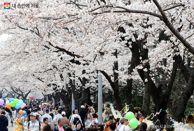 여의도 벚꽃축제 기간 동안 주말 버스 막차가 연장 운행된다.