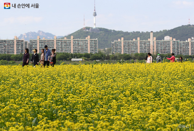 5월 12~13일, 반포한강공원 서래섬에서 유채꽃 축제가 열린다.