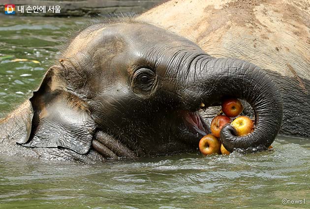 수영하며 얼린 과일특식을 먹는 아기코끼리