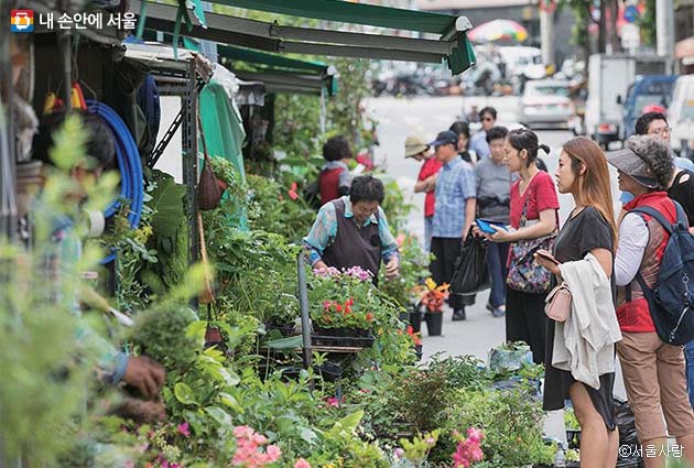 종로 꽃 시장에는 꽃을 비롯한 각종 식물을 구입하려는 시민의 발길이 끊이지 않는다