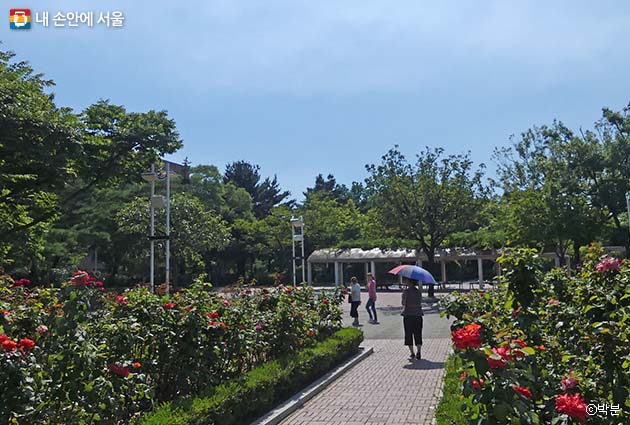 장미꽃이 만발한 파리공원 ‘자수화단’ 모습