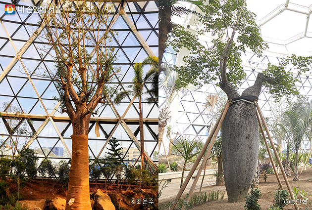 온실에서 만난 바오밥 나무(좌)와 각종 우리나라에서 보기 힘든 식물들(우)