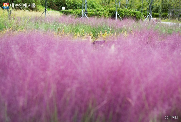 잠원한강공원 그라스정원에 만개한 핑크뮬리