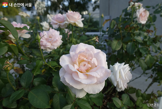 장미마당의 ‘요한 스트라우스(Rosa 'Johann Strauss')’ 장미