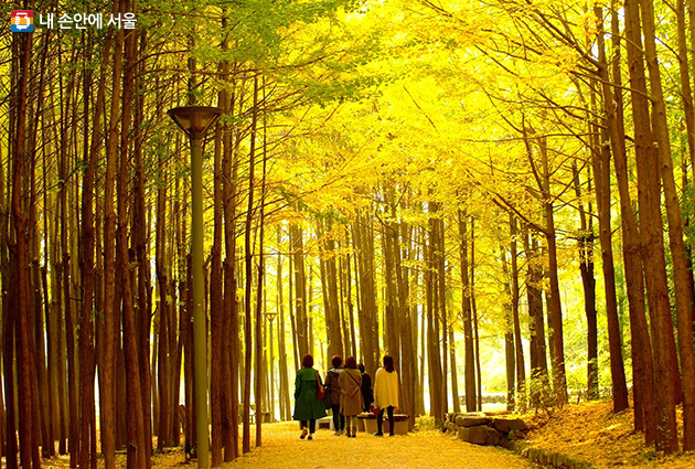 서울숲 단풍길