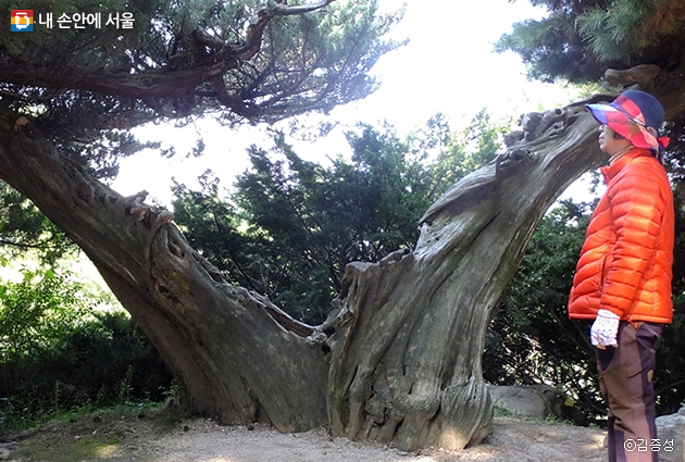 왕릉 둘레길에 있는 오래된 향나무