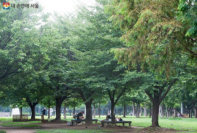 서울시는 29일 노원구 초안산근린공원 내에 ’도시숲‘을 조성한다. 사진은 나무 아래서 휴식을 취하는 시민들.