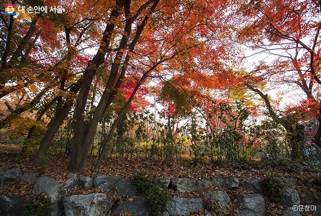 여러 나무가 어우러져 아름다운 가을빛을 보여주는 삼청공원