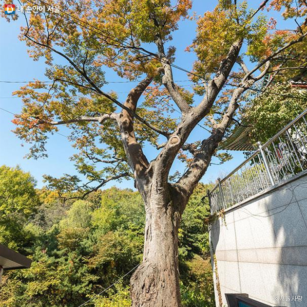 430년 된 느티나무