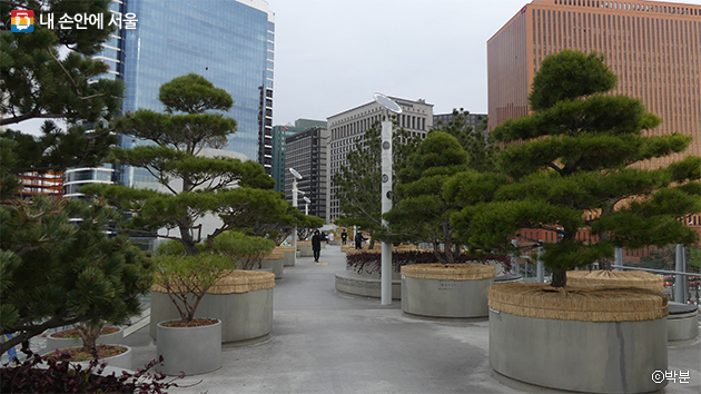 서울로7017에 식재돼 있는 나무들