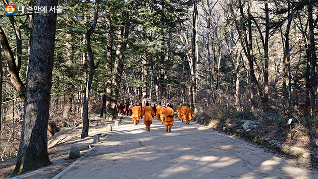 월정사 템플스테이 수도자들이 전나무숲길을 묵언수행하고 있다.