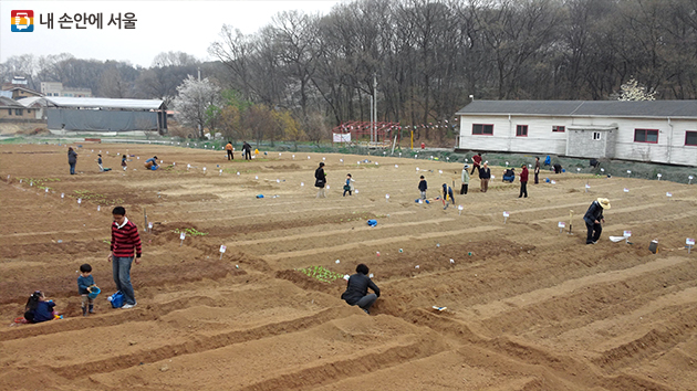 서울근교 14곳에 7,090구획 규모의 ‘함께서울 친환경농장’이 조성돼 있다.