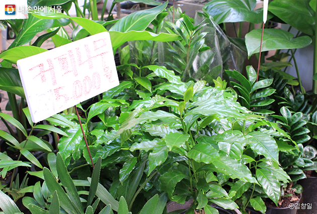 양재동 화훼공판장에서 다양한 식물들을 만날 수 있다