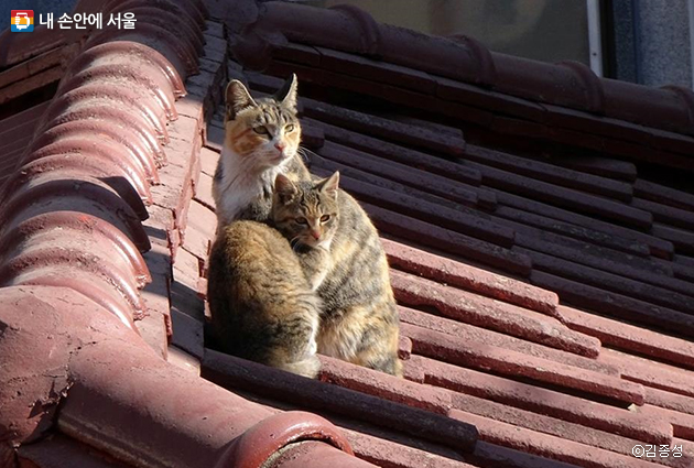 ‘햇살이 따듯해 속아 산 집’ 지붕 위에 모여 있는 고양이들