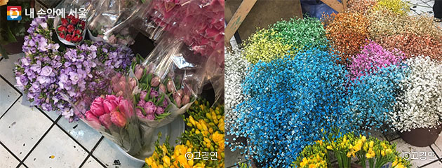 장미, 튤립, 프리자아, 안개꽃 등 창동꽃시장에서 만난 다양한 꽃들