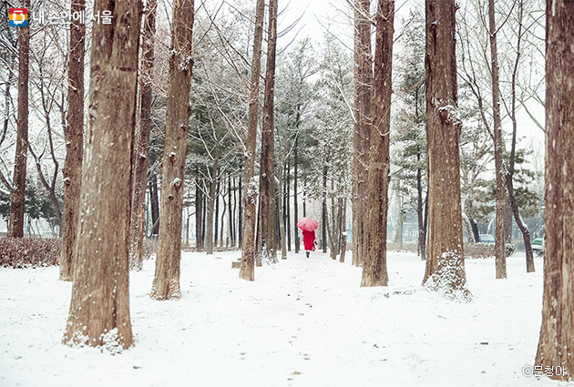 마치 숲속에 와 있는 듯 아늑하고 멋졌던 길, 하얀 옷을 입은 쭉쭉 뻗은 나무들의 정경이 멋졌다