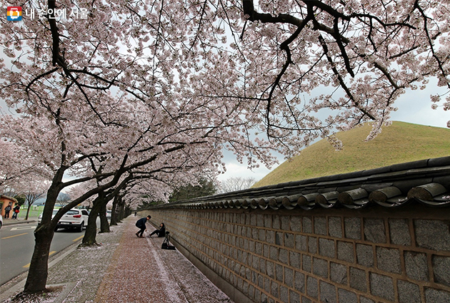 봄꽃 여행의 대표 명소 경주는 서울에서 고속열차로 2시간이면 닿을 수 있다