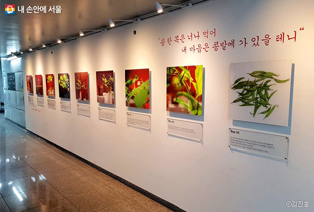 신설동역 환승 통로에 전시된, 노세환 작가의 ‘콩밭’ 사진작품들