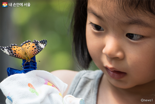 서울숲 나비정원을 찾은 어린이가 나비를 관찰하고 있다.