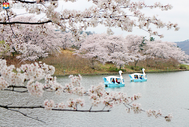 보문단지도 대표적인 경주의 벚꽃여행 명소다