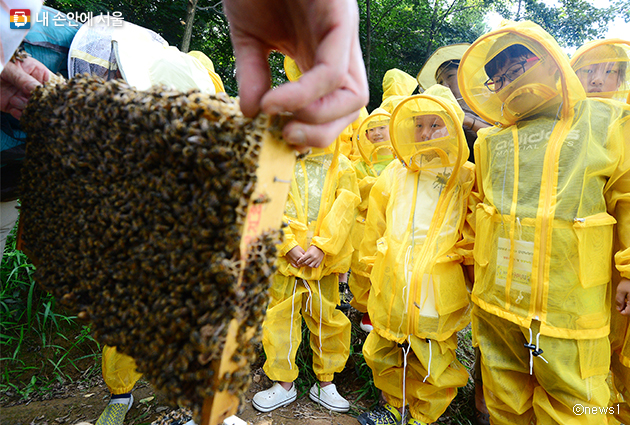 어린이들이 꿀벌체험교실에서 벌집을 관찰하고 있다.