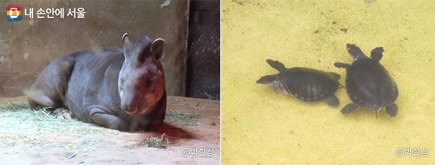 돼지를 닮은 동물 – 아메리카테이퍼(좌), 돼지코거북이(우)