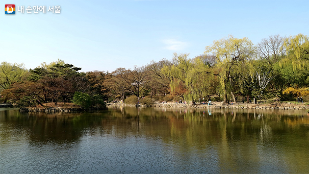 창덕궁의 인공연못 춘당지 주변에는 능수버들이 연두빛 새 잎으로 봄을 알린다