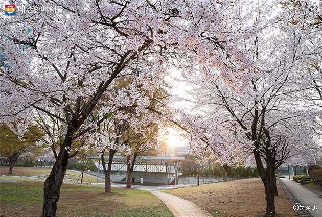 서울숲 야외무대 벚꽃