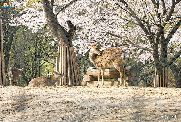 서울숲 생태숲에서 볼 수 있는 사슴