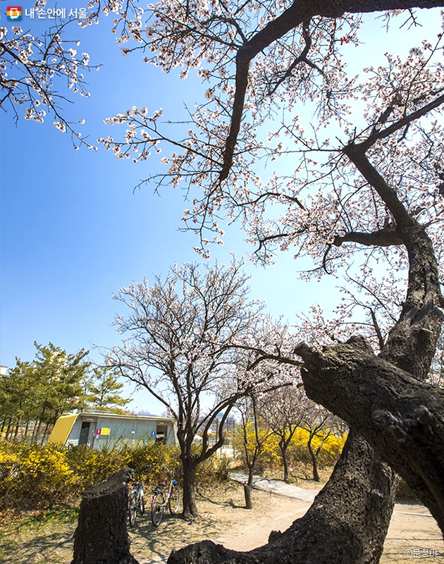 서울 도심 한가운데서 만난 살구꽃이 아름답다. 살구꽃이 피어있는 모습이 파란 하늘에 탐스런 눈꽃이 핀 것처럼 보인다. 수형이 아름다운 살구꽃