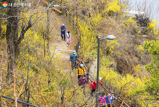 노란 개나리가 피어난 서울 봄꽃 길 명소 응봉산 근린공원은 온통 노란 개나리가 가득하다. 응봉산의 화사한 개나리 꽃길 따라 사람들도 꽃처럼 화사한 모습으로 줄지어 오른다.