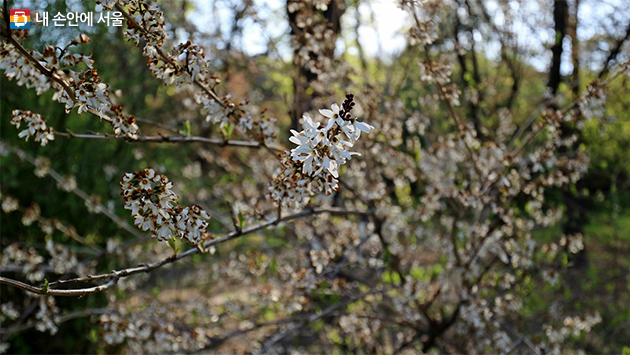 창경궁에서 볼 수 있는 희귀종인 미선나무에 꽃이 핀 모습